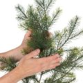 Umělá dekorativní jedlová větvička pro kreativní floristiku, 175 cm | Floristik24.cz