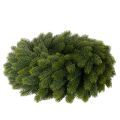 Věnec z umělých jedlových větví, zelený, kulatý, 50 cm | Floristik24.cz