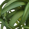 Floristik24 Tillandsia Umělá zelená rostlina k napichování Large Green Ø40cm