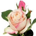 Floristik24 Stolní dekorace růže v krémovém květináči 14cm