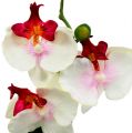 Floristik24 Stolní dekorace orchidej v krémovém květináči V29cm