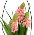 Floristik24 Hroznový hyacint umělý růžový ve skle 16cm