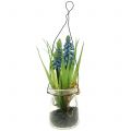 Floristik24 Hroznový hyacint modrý ve sklenici na zavěšení V22cm