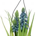 Floristik24 Hroznový hyacint modrý ve sklenici na zavěšení V22cm