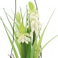 Floristik24 Hroznový hyacint bílý ve sklenici na zavěšení V22cm