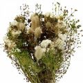 Floristik24 Kytice sušených květů s lučními trávami bílá, zelená, hnědá 125g sušených květin