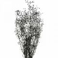 Floristik24 Sušená květina Massasa černá přírodní dekorace 50-55cm svazek 10ks