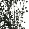 Floristik24 Sušená květina Massasa černá přírodní dekorace 50-55cm svazek 10ks