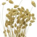 Floristik24 Sušená květina Phalaris, trs dekorativní trávy, suchá floristika, boho příroda, bělená L55cm 100g