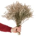 Sušené květiny levandule plážová kytice Statice nature 1kg | Floristik24.cz