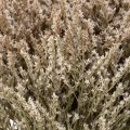 Sušené květiny levandule plážová kytice Statice nature 1kg | Floristik24.cz
