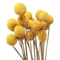 Floristik24 Sušené květiny Craspedia sušené, paličky žluté 50cm 20ks