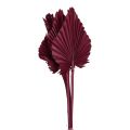 Floristik24 Dekorace ze sušených květin, palmový oštěp sušený vínově červený 37cm 4ks