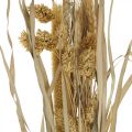Floristik24 Sušené trávy a obiloviny natural ve svazku sušené kytice 48cm