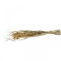 Floristik24 Sušené trávy a obiloviny natural ve svazku sušené kytice 48cm