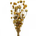 Floristik24 Kytice sušená artyčok jahoda ostropestřec přírodní 40–55 cm 100g