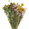 Floristik24 Kytice ze sušených květin Kytice z lučních květin 58cm