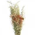 Floristik24 Kytice ze sušených květin obilovin a máku suchá dekorace 60cm 100g