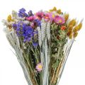 Floristik24 Kytice ze sušených květů mořské levandule Phalaris grain 55cm