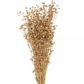 Floristik24 Sušená tráva sušený len přírodní V50-55cm 80g