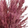 Sušená rákosová tráva, sušená dekorativní tráva, antická růže, 75 cm, 10 kusů | Floristik24.cz