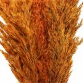 Floristik24 Sušená tráva, ostřice, sušená, deko tráva, pomeranč, 70 cm, 10 kusů