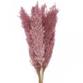 Floristik24 Sušená tráva Ostřicová tráva sušená dekorativní tráva růžová 70cm 10 kusů