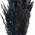 Floristik24 Sušená tráva Ostřicová tráva sušená černá dekorativní tráva 70cm 10 kusů
