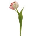 Floristik24 Tulipán růžový, zelený 37cm 6ks
