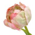 Floristik24 Tulipán růžový, zelený 37cm 6ks