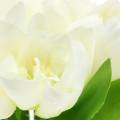 Floristik24 Jarní dekorace tulipány v svazku bílé 26,5cm 5ks