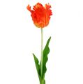 Floristik24 Tulipán oranžový 70 cm