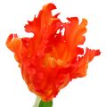 Floristik24 Tulipán oranžový 70 cm