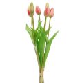Floristik24 Tulipánový límec růžový skutečný nádech