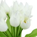 Floristik24 Tulipánový keř bílý 30cm
