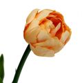 Floristik24 Kytice tulipánů meruňka 43cm
