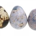 Floristik24 Mix křepelčích vajec fialová, fialová, přírodní prázdná vejce jako dekorace 3cm 65p