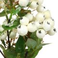 Floristik24 Vánoční větve, snowberry, umělá rostlina zasněžená L58cm