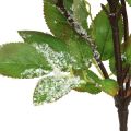 Floristik24 Vánoční větve, snowberry, umělá rostlina zasněžená L58cm