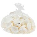 Floristik24 Bílé mušle ozdobné srdcovky krémově bílé 2-3,5cm 300g