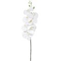 Floristik24 Bílá umělá orchidej Phalaenopsis Real Touch H83cm