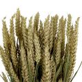 Floristik24 Pšeničný svazek přírodní deko pšenice 1 svazek 150g