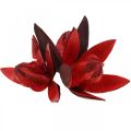 Floristik24 Divoká lilie červená přírodní dekorace sušené květiny 6-8cm 50ks