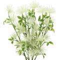 Floristik24 Xanthium hedvábný květ bílý 53cm 6ks