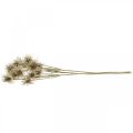 Floristik24 Xanthium umělá květina podzimní dekorace 6 květů krémová, hnědá 80cm 3ks
