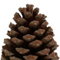 Floristik24 Šišky Pinus Maritima 10cm - 15cm přírodní 3ks