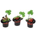 Floristik24 Jetel pro štěstí a brouk v cylindru, 7 cm, 3 kusy