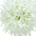 Floristik24 Okrasná cibule Allium umělá bílá Ø12cm V62cm