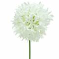 Floristik24 Okrasná cibule Allium umělá bílá Ø12cm V62cm