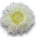 Floristik24 Chryzantéma Teddy 63cm bílá